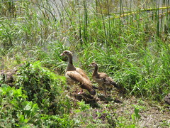 Alopochen aegyptiaca