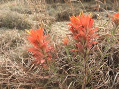 Castilleja lindheimeri