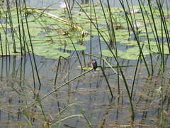 Corythornis cristatus