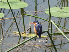 Corythornis cristatus