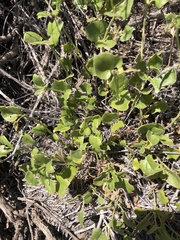 Dichondra occidentalis