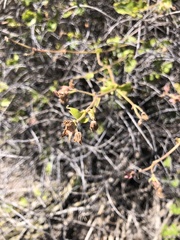 Dichondra occidentalis