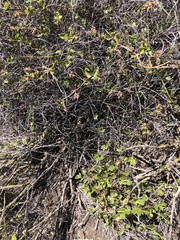 Dichondra occidentalis