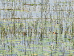 Nettapus auritus