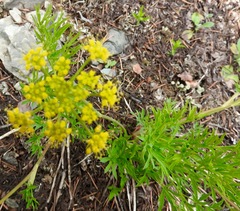 Lomatium brandegeei