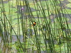 Euplectes franciscanus