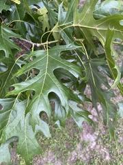 Quercus