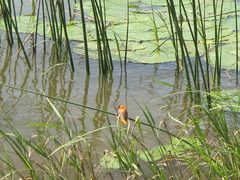 Euplectes franciscanus