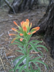 Castilleja lindheimeri