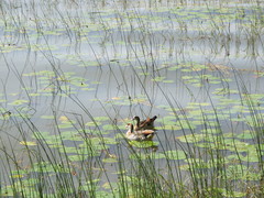 Alopochen aegyptiaca