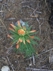 Castilleja lindheimeri