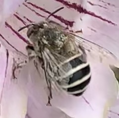 Anthophora californica
