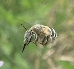 Anthophora californica