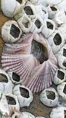 Amphibalanus reticulatus