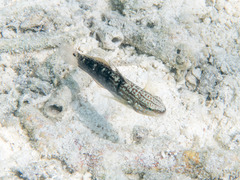 Amblygobius semicinctus