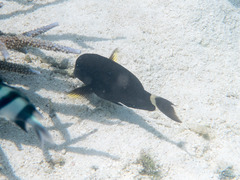 Acanthurus auranticavus