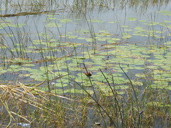 Actophilornis africanus