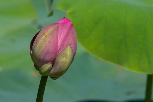 Sacred Lotus