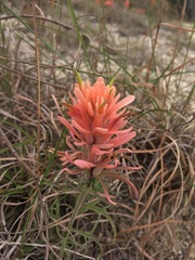 Castilleja lindheimeri