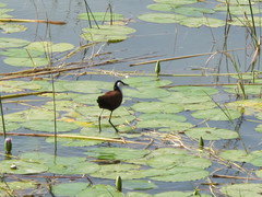 Actophilornis africanus