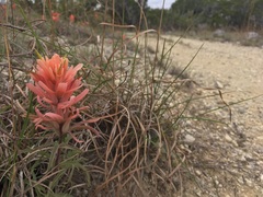 Castilleja lindheimeri