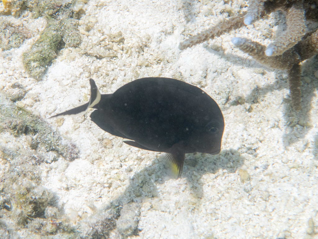 Orange-socket Surgeonfish