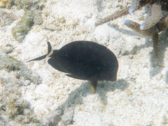 Acanthurus auranticavus