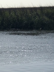 Malaclemys terrapin centrata