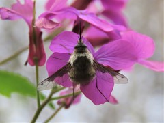 Bombylius fimbriatus