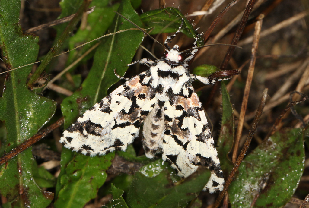 Epicyrtica docima