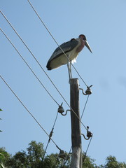 Leptoptilos crumenifer
