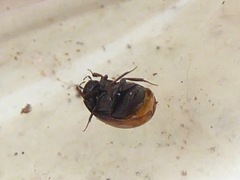 Cercyon melanocephalus