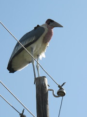 Leptoptilos crumenifer
