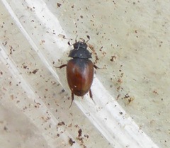 Cercyon melanocephalus