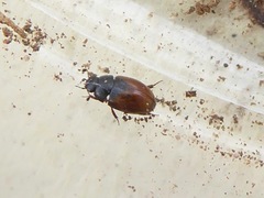 Cercyon melanocephalus