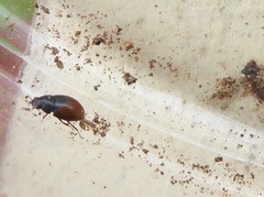 Cercyon melanocephalus