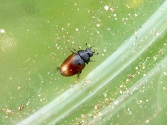 Cercyon melanocephalus