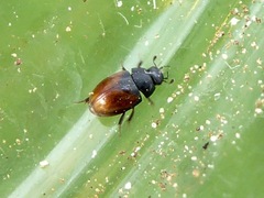 Cercyon melanocephalus