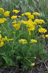 Musineon tenuifolium