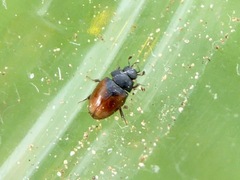 Cercyon melanocephalus