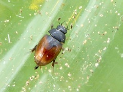 Cercyon melanocephalus