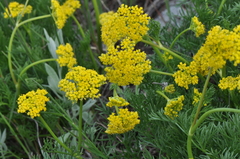 Musineon tenuifolium