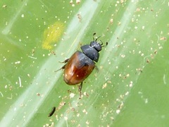 Cercyon melanocephalus