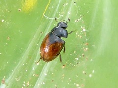 Cercyon melanocephalus