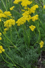 Musineon tenuifolium