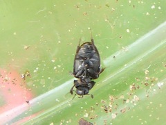 Cercyon melanocephalus