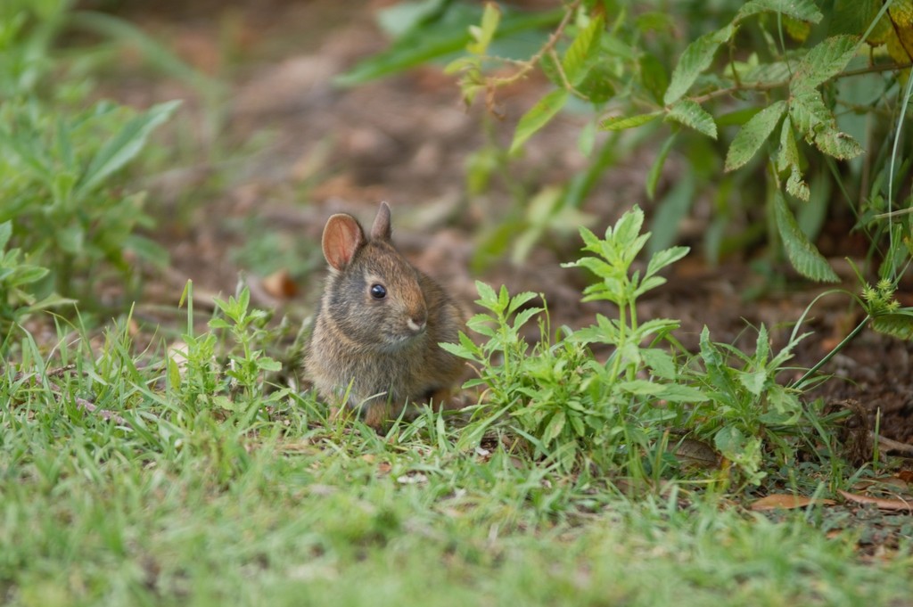 Marsh Rabbit Baby Marsh Rabbit in April 2022 by Kiara. Too cuteeee! · iNaturalist