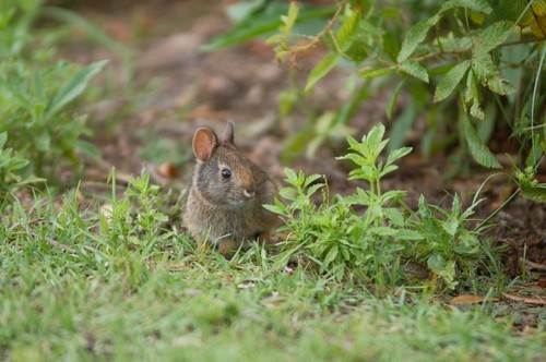 Marsh Rabbit, Florida, US, photo 10 of 10