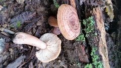 Lactarius quietus incanus