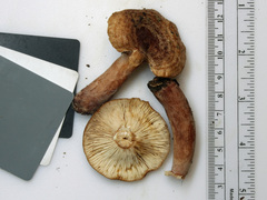 Lactarius quietus incanus